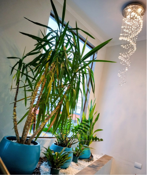 Plantas e decoração do escritório